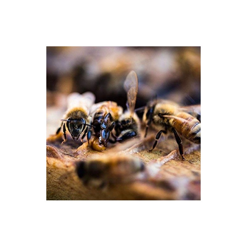 Tasmanian Learherwood RAW HONEY | Pure, Unheated, Unfiltered, Unpasteurized, and