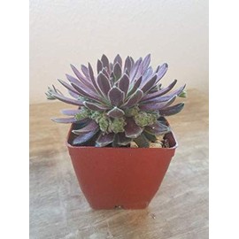 Averill Sempervivum-Succulent, Hardy Succulent, Live Succulent, Hen and Chick