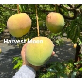 Tree Honey Moon MANGO TREE GRAFTED 2-4 Ft Tall. Ship To All States