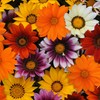Outsidepride Gazania New Day Mix - 100 Seeds