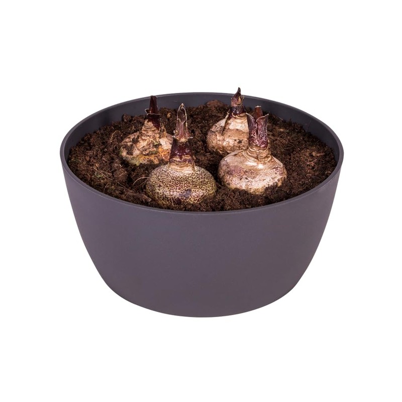 elho Brussels Bowl 23 - Flower Pot for Indoor -