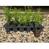 12 Rosemary Plants, Rosmarinus Officinalis 'Prostratus', Thriving in 2.5" Nursery