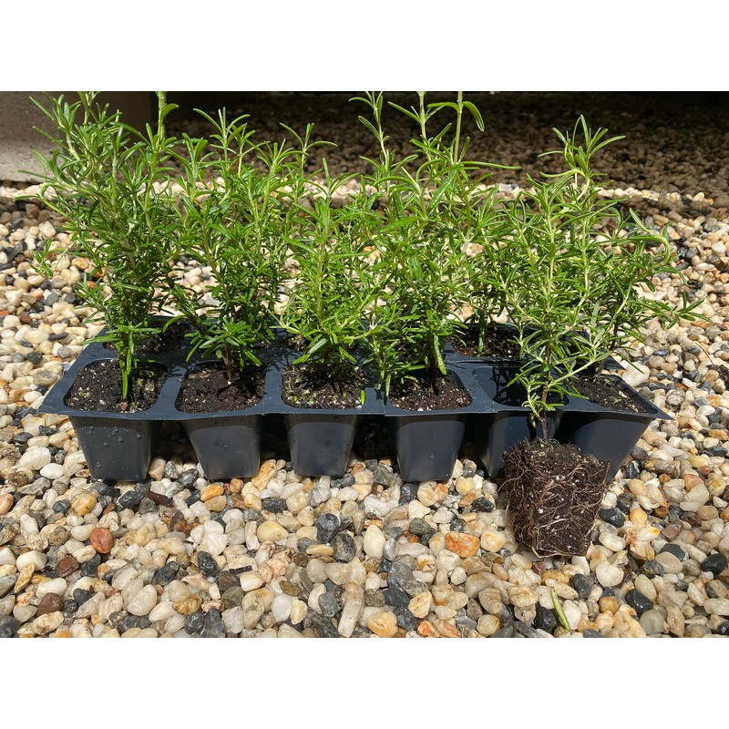 12 Rosemary Plants, Rosmarinus Officinalis 'Prostratus', Thriving in 2.5" Nursery