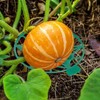 GLOGLOW 10 Pieces Melon Cantaloupe Squash Cantaloupe Squash Cantaloupe Squash