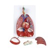 Jackson Global JS00091 Human Respiratory System | Life Size |