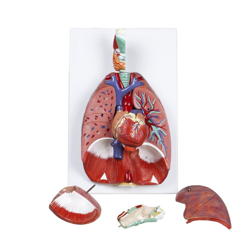 Jackson Global JS00091 Human Respiratory System | Life Size |