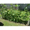 50 Asian Long Bean Seeds - Very Productive Heirloom -