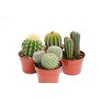 Cactus Plants Live – Large Assorted 4-Inch Cactus Plants –