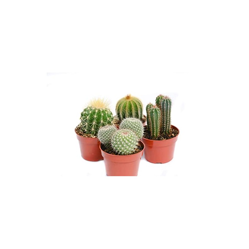 Cactus Plants Live – Large Assorted 4-Inch Cactus Plants –
