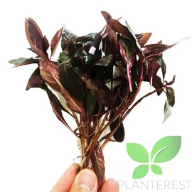 Planterest - Ludwigia Peruensis Red Potted Tropical Easy Live Aquarium Plant Decorations BUY2GET1FREE