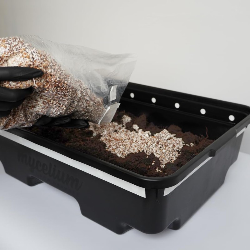 Mycelium 5 lb Milo Grain Spawn for Mushroom Cultivation |