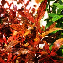 Mainam Alternanthera Reineckii VAR. Rosanervig Mini Freshwater Red Stems Live Aquarium Plant