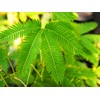 TomorrowSeeds - Sensitive Plant (Shameplant) Seeds - 300+ Count -