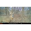 Wildgame Innovations Insite-V 2-Pack Cellular Trail Camera 32 MP, 80ft