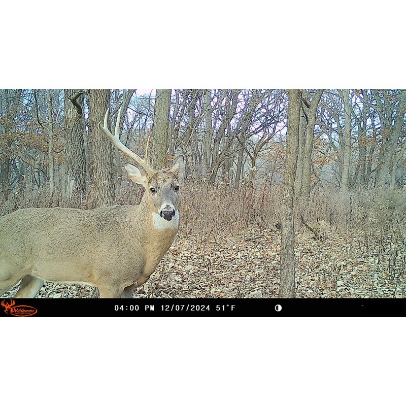 Wildgame Innovations Insite-V 2-Pack Cellular Trail Camera 32 MP, 80ft