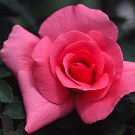 Own-Root One Gallon Country Dancer Hardy Rose by Heirloom Roses