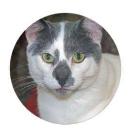 Fashion Jewelry CAT KITTEN ANIMAL EYES FACE Pendant Charm GERMAN Silver 20" Necklace Women Gift