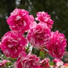 Heirloom Roses Grandiflora Rose Plant - Parade Day™ Fragrant Roses