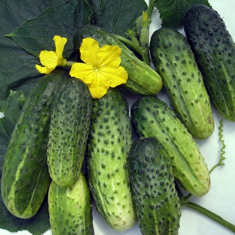 RAISE ME UP: Seeds Cucumber Titus F1 for Pickling Open-Pollinated