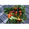 Birdie Rouge Red Micro Dwarf Patio Cherry Tomato Premium Seeds