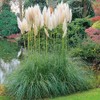 Eden Brothers Grass Seeds - Pampas Plume White