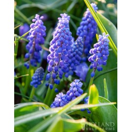 10 Blue Grape Hyacinth Super