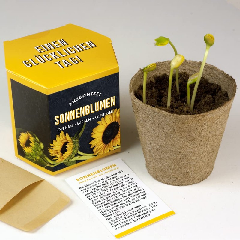 Resetea Growing Set Sunflowers A Happy Day