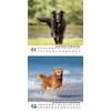 Dog Magic Retriever Calendar for 2025 Format 10 cm x
