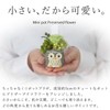 Oimoya Presents for the Aged Day, Preserved Flowers, Owl, Rose,