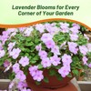 Outsidepride Extreme Lavender Impatiens Flower Seeds - 200 Pcs Annual,