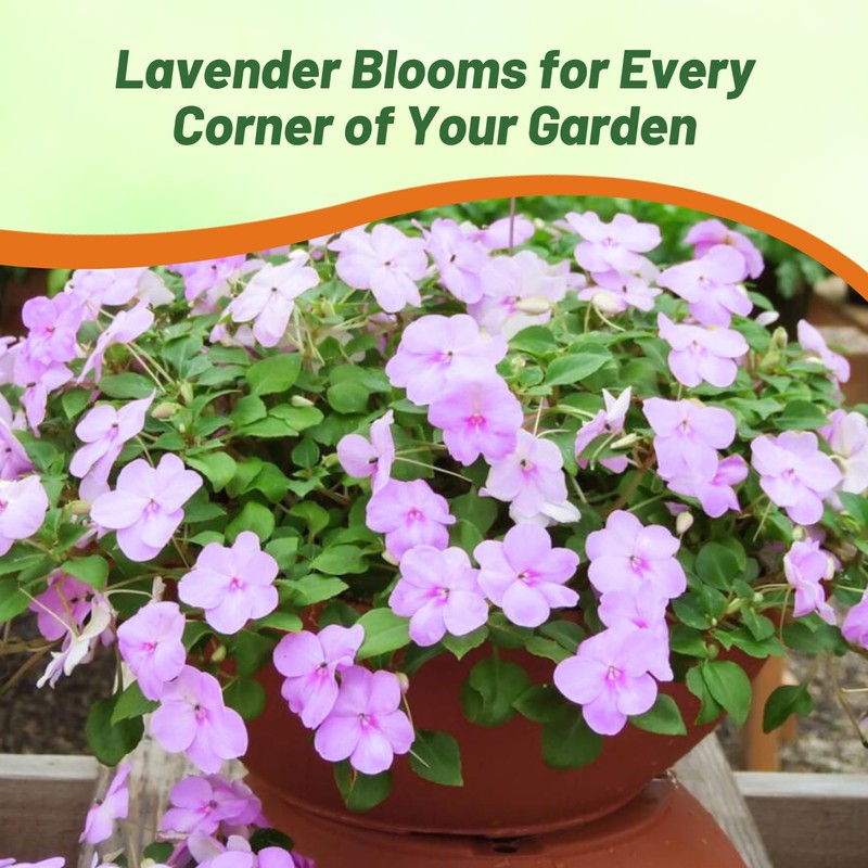 Outsidepride Extreme Lavender Impatiens Flower Seeds - 200 Pcs Annual,