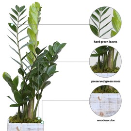 Live ZZ Plant, Zamioculcas Zamiifolia, Birthday Gift Plant, Housewarming Gift, Plant Lover Gift, Indoor Potted Plant, Live Houseplant in 6" Wooden Gift Pot