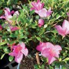 Brussel's Bonsai Live Satsuki Azalea Bonsai, Outdoor, Live Flowering Bonsai