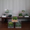 DAMEIORCHID Artificial Plants in Display Boxes, Small Plant POTS, Ideal