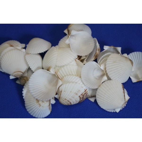 Shorely Yours WHITE FLORIDA SCALLOPS,beach decor,wedding decor,beachc art,gifts SS-71 -