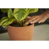Osmocote PotShots: Premeasured House Plant Food, Feed for up to