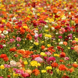 Ranunculus Bulbs - Aviv Mix - Ranunculus Bulb Mix - Beautiful Mixed Color Ranunculus Flowers - Healthy Ranunculus Corms Ready to Grow in Spring or Summer Gardens - from Hand Picked Nursery (40)