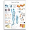 3B Scientific VR1367L Glossy Laminated Paper Varicose Veins Anatomical Chart,