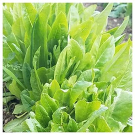 Everwilde Farms - 1 Oz Amish Deer Tongue Lettuce Seeds - Gold Vault