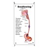 Blue Tree Publishing Swallowing anatomy education (5 x 11inch mini)