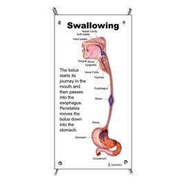 Blue Tree Publishing Swallowing anatomy education (5 x 11inch mini)