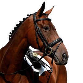Collegiate Syntovia+ Padded Raised Flash Bridle Full Black