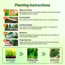 Outsidepride Corn Salad Seeds - 2000 Pcs. Annual, Frost-Tolerant & Low Maintenance, Vegetable Seeds for Planting Edible, Succulent Spoon-Shaped Foliage for Culinary Uses & Easy Growth