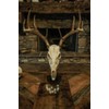 Skull Hooker Table Hooker European Trophy Mount – Perfect Kit
