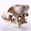 Wolf Jackal Skull Teaching Skeleton Collectibles