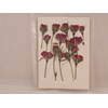 Fukusan Pressed Flower Pack, Wild Rose, Red (Diagonally Pushed), FUK-1022