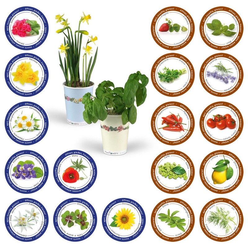 Flowers in Cup To Grow - Lucky Clover