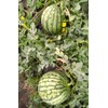 TomorrowSeeds - Yellow Petite Watermelon Seeds - 20+ Count -