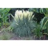 Pampas Grass Blue Bayou | 3 Live Plants | Cortaderia
