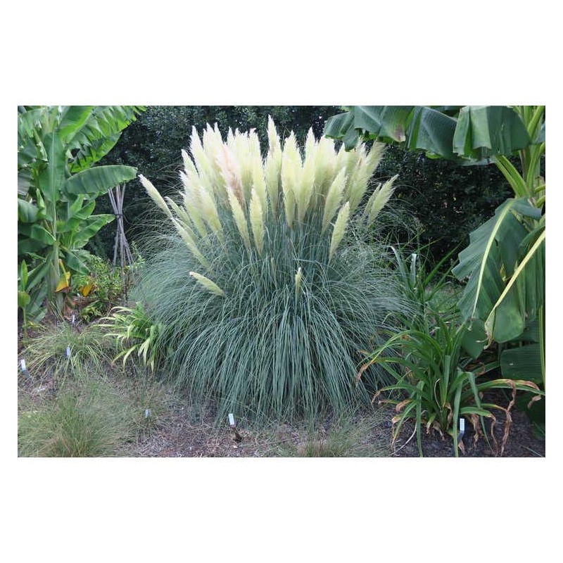 Pampas Grass Blue Bayou | 3 Live Plants | Cortaderia